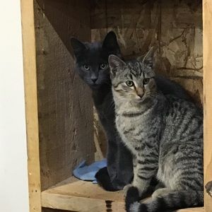 Meet your Posher, Barry